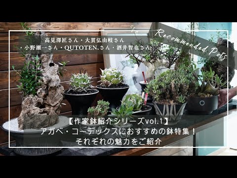 陶器鉢　作家鉢　アガベ　超徒長株付き　ネームド株 作家鉢紹介シリーズvol 1】アガベ・コーデックスにおすすめの鉢