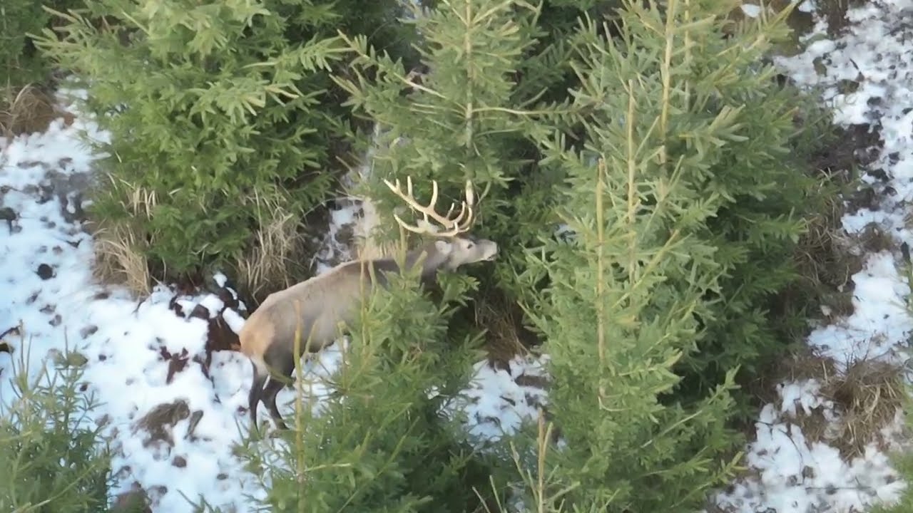 From Above: 16 Red Deer Spotted by DJI Drone