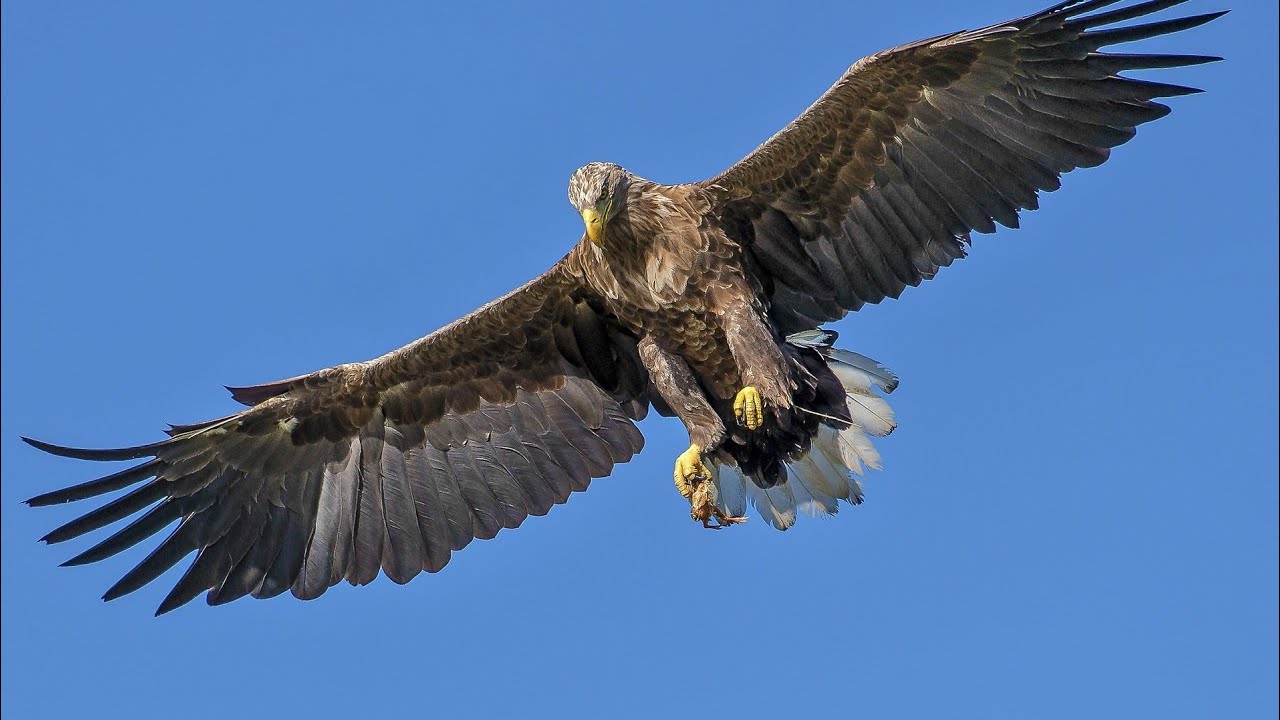 Eagle Sound Effect No Copyright - YouTube