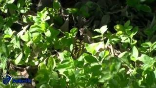 Malachite Siproeta Stelenes