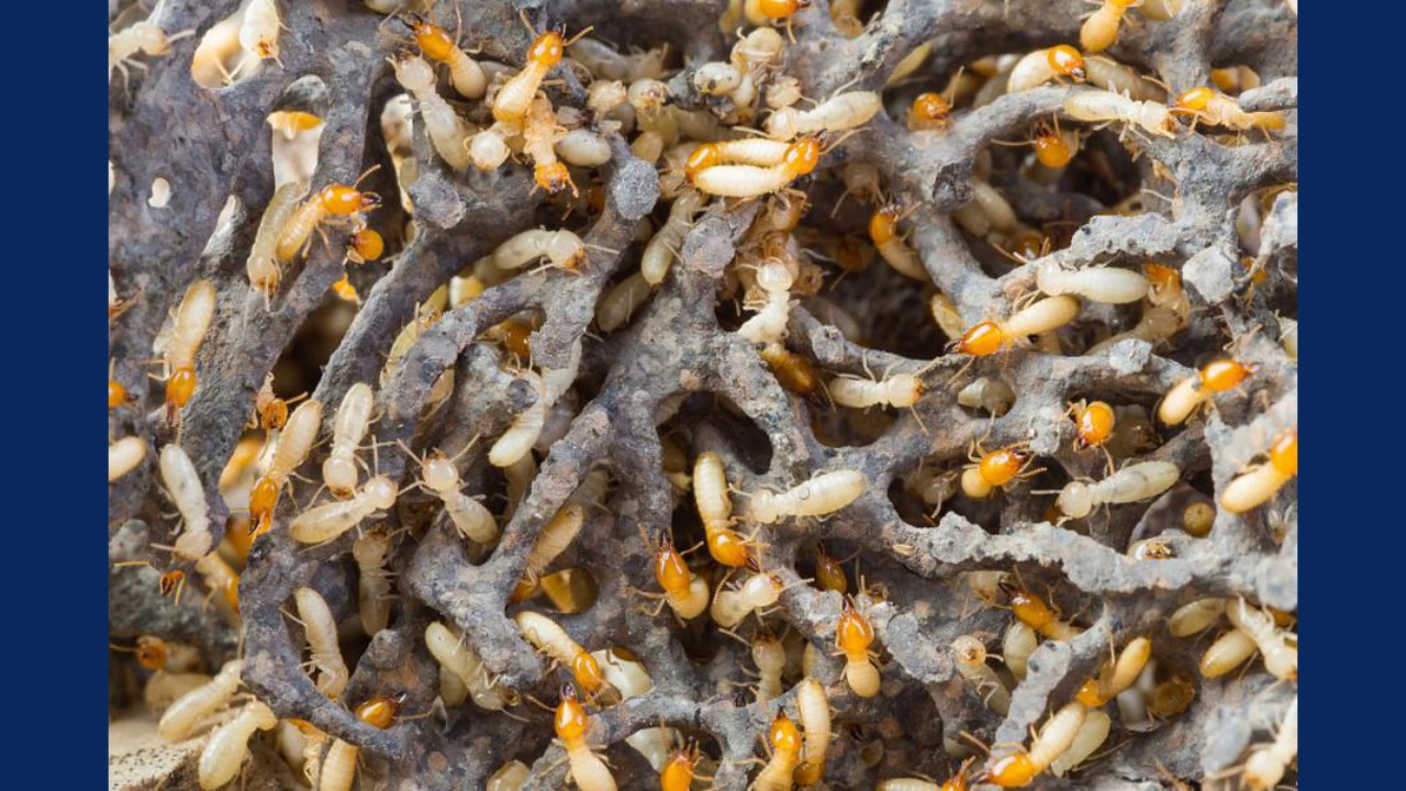Termite Control in San Diego, CA - The Real Facts About Termite Damage