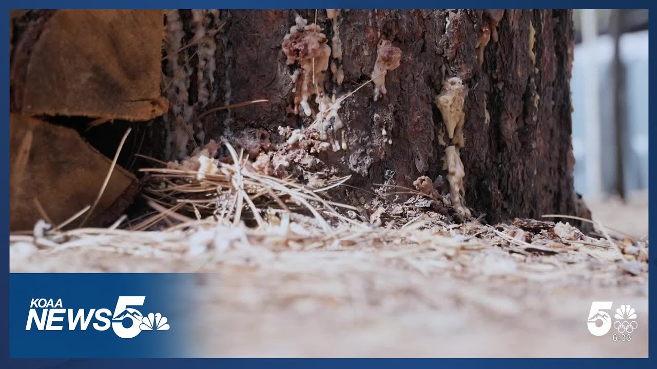 Gov. Polis: 'Very likely' mountain pine beetles could devastate forests
