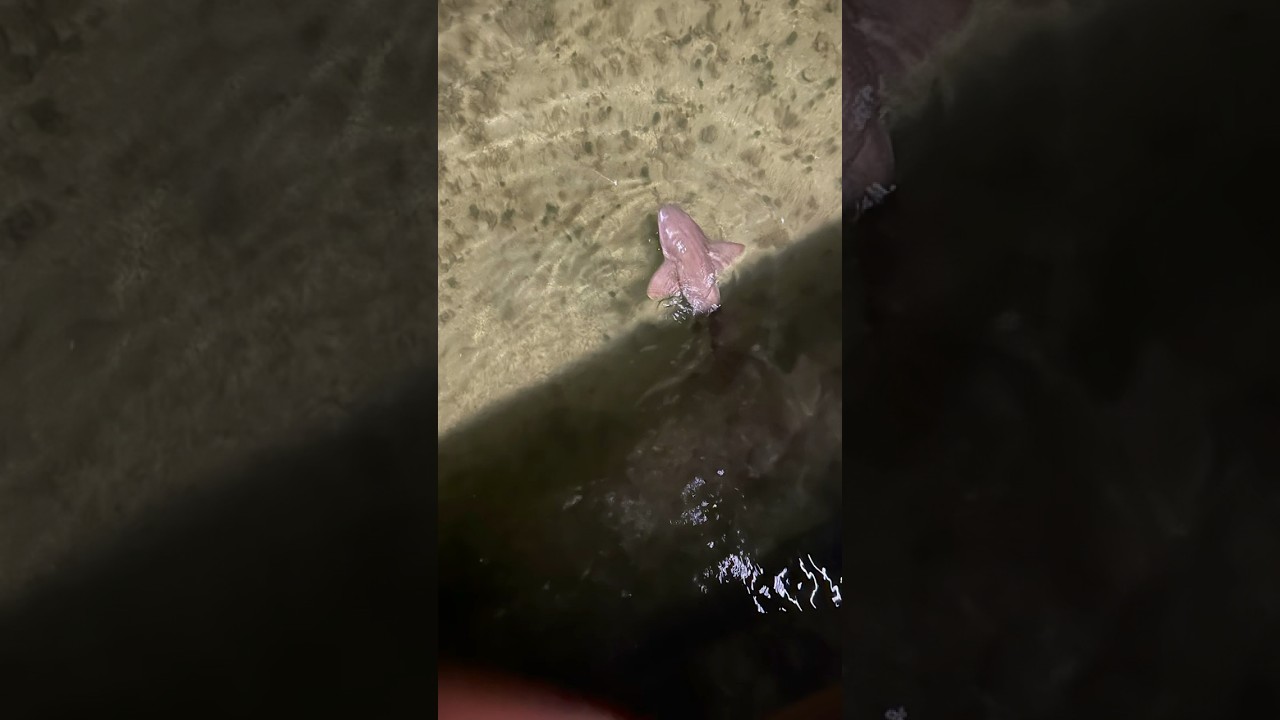 BIG Nurse Shark! 🦈 