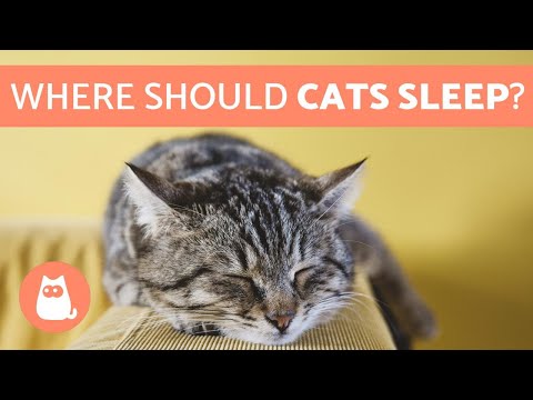 Video: Where Should The Cat Sleep?