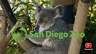 San Diego Zoo: Afternoon Zoo Tips