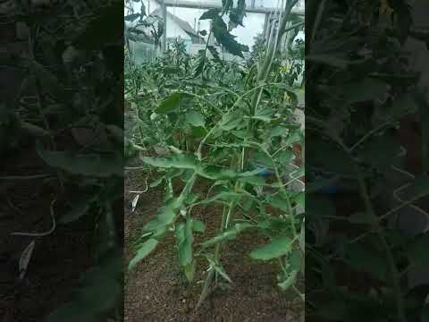 Полезные соседи для