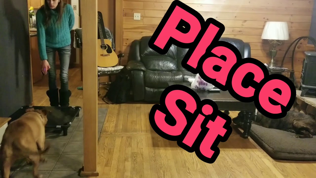 Saratoga Dog Trainers / Clifton Park Dog Trainers / 8 Year Pitbull