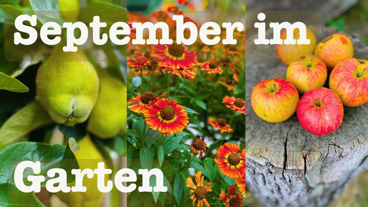 #103 👩‍🌾🌽 Gartenrundgang im September 🍁🌾 Arbeiten im September im Garten 🍂 🥬