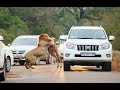 Lions Attack Car Full Of People Compilation Full HD 2015