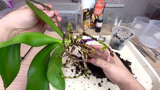 исправление кривой орхидеи пересадкой // орхидея биг лип Тинкербелл Кизз № 318