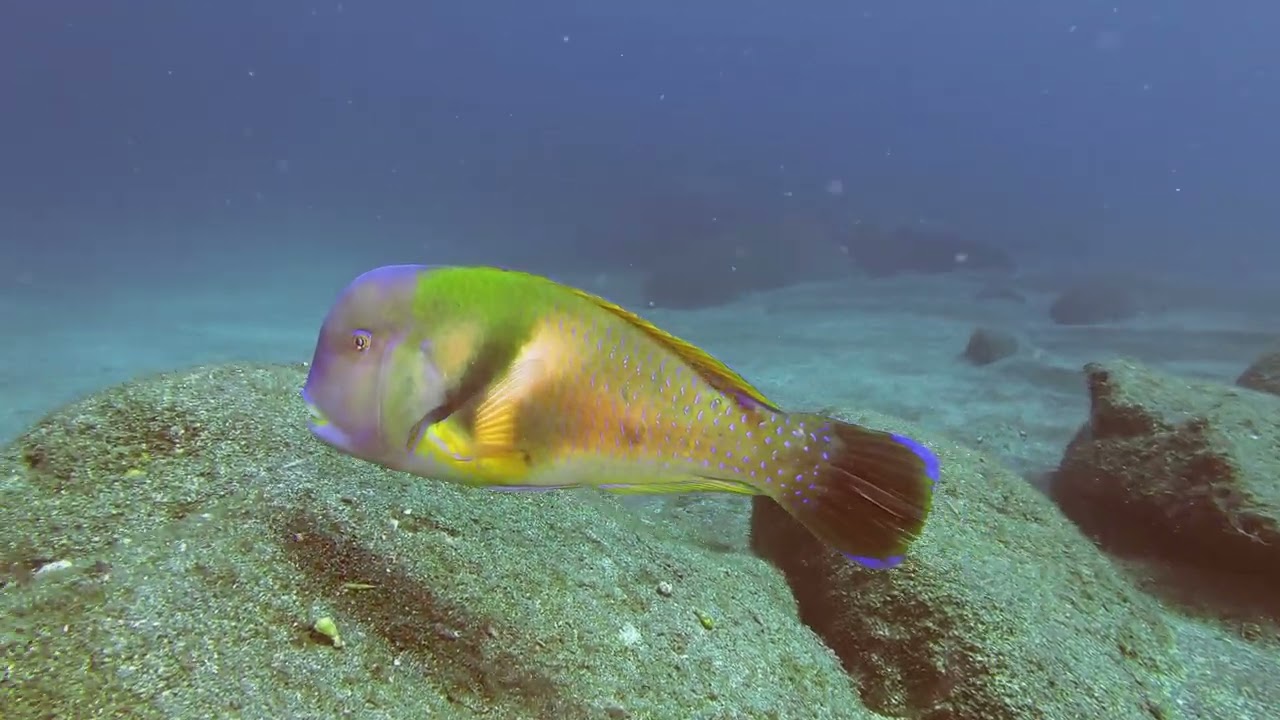 【映像記録】イラと泳ぐ- Scarbreast tuskfish