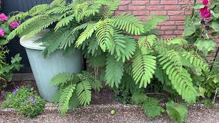 Warum man eine Albizia Julibrissin im Garten pflanzen sollte