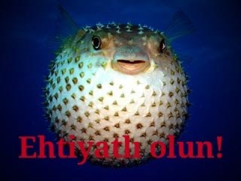 Video: Dünyanın ən Təhlükəli Balığı