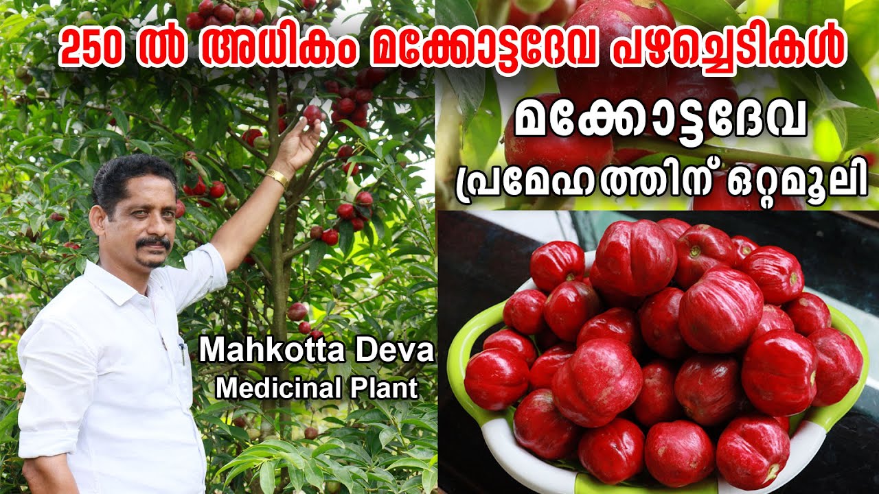 പ്രമേഹത്തിന് ഒറ്റമൂലി | 250 -ൽ അധികം മക്കോട്ടദേവ പഴച്ചെടികൾ | MAHKOTA DEWA - MEDICINAL PLANT