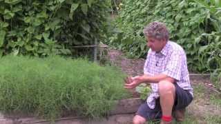 How to grow Agretti