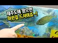 [ENGSUB] 제주도에 가면 맛봐야 할 특별한 생선회(서귀포 올레시장편)