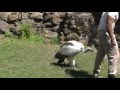 Cape vulture at Umgeni River Bird Park, Durban, South Africa