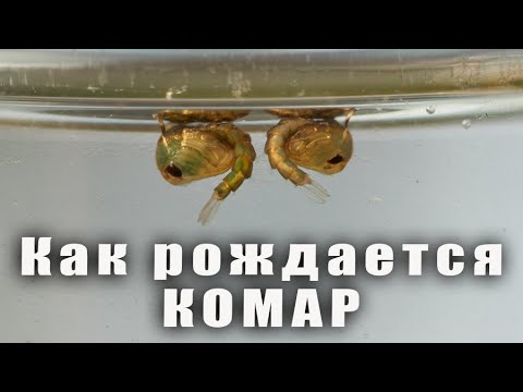 Рождение комара в домашних условиях. Макро. The birth of a mosquito.