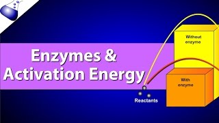 Enzymes and Activation Energy