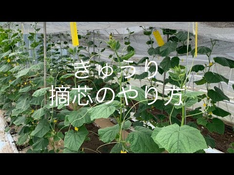 きゅうり栽培 親ツル摘芯と子ツル摘芯 下葉の摘葉のやり方 19 9 11 Youtube