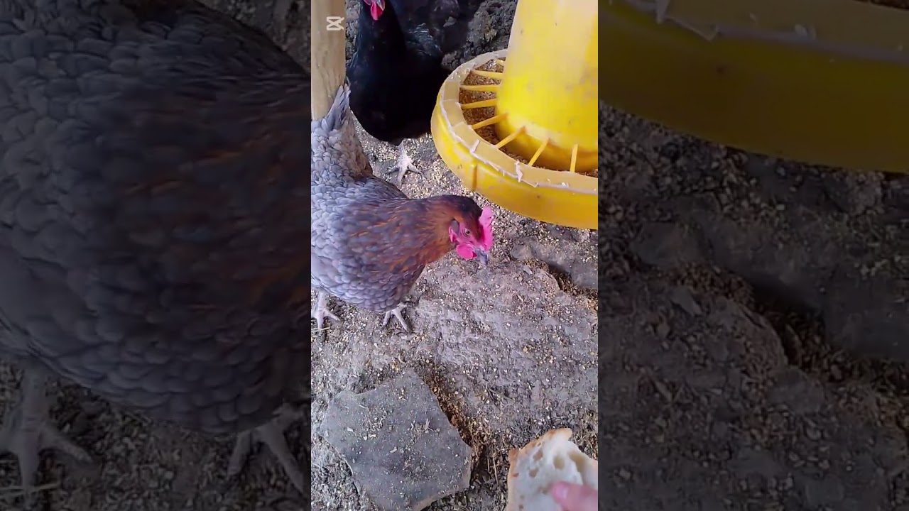 Vi presento le mie galline ed il loro pollaio!