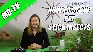 How to set-up pet stick insects.