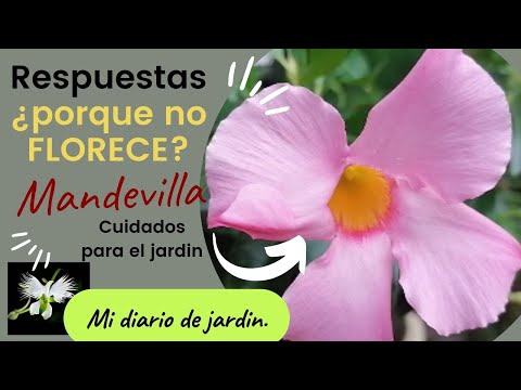 Video: ¿Por qué no florece mi dipladenia?