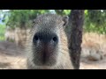 August 31 - Capybara Pupdate