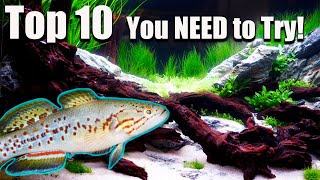 Top 10 Fish Everyone Should Try at Least Once!