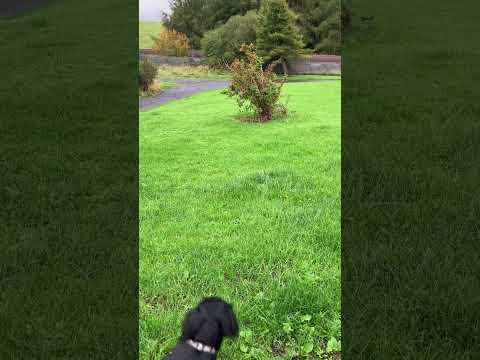 Trainspotting Spaniel. #pup #sprocker #Prestwick #Airport #Fuel #tanks