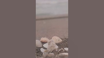 علاء المزجاجي || آيات من سورة النساء