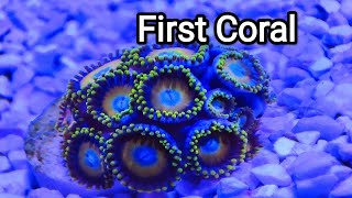 Adding coral to the tank | English Fish Keeper