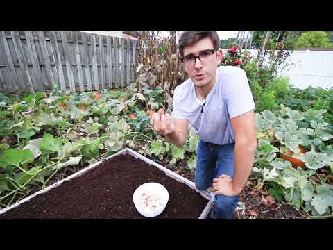 Video: Growing Winter Garlic