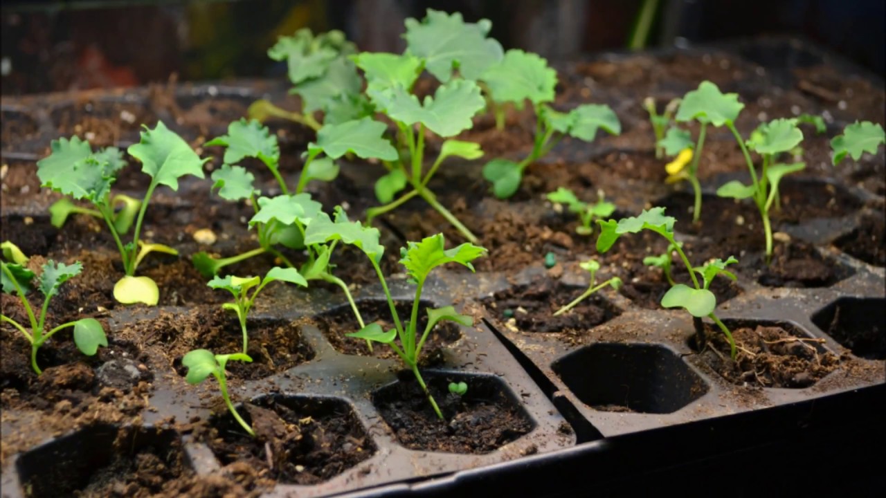 pix What Do Kale Sprouts Look Like sprouting kale timelapse