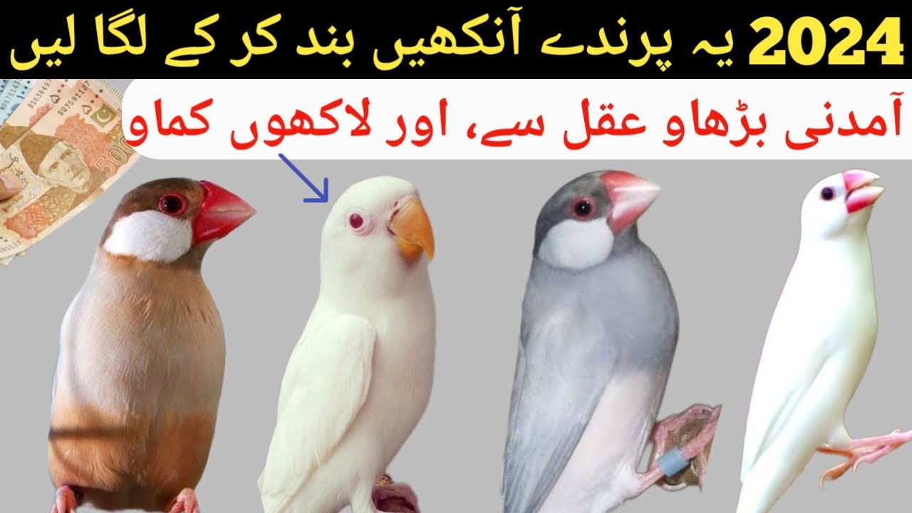 2024 Best Commercial Birds in Pakistan In Birds Ki Price Kabhi Down Ni Ho Ge Profitable
