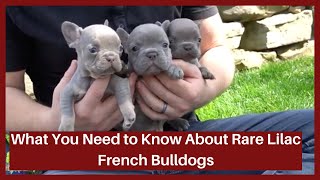 Rare Lilac Coat Color in French Bulldog Puppies!