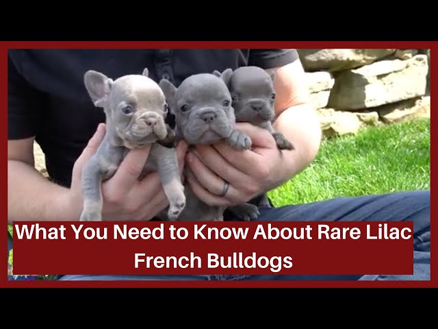Rare Lilac Coat Color In French Bulldog Puppies! - Youtube