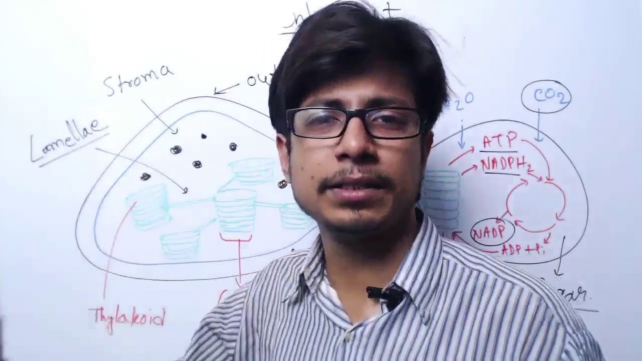 Chloroplast structure and function biology major rutgers