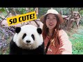 Seeing pandas for the first time hua hua   chengdu panda research base  china ep 6