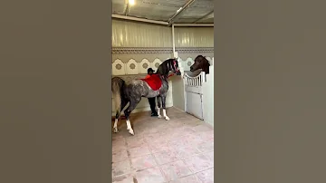 صهيل الحصان العربي الاصيل 