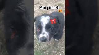 mój piesek 😍 #helpmemakethismakesense