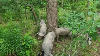 Silvopasture Pigs: Paddock 2 after shift