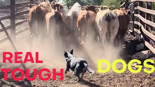 REAL Working Dogs #cattledog #australiancattledog  #dog #dogtraining by Ivy League Cane Corso Kennel 2,359 views 6 months ago 4 minutes, 49 seconds