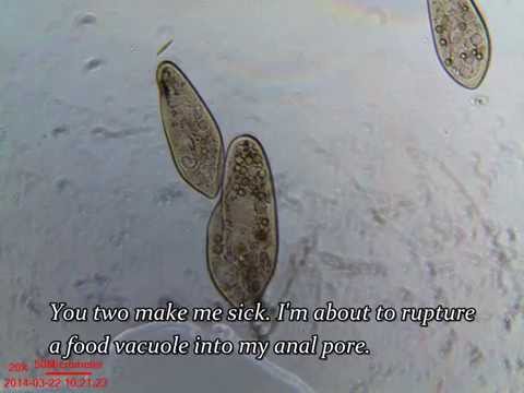 The Secret Lives of Paramecia - Del 1 och 2