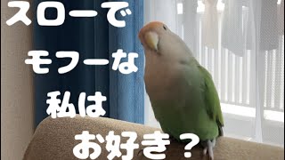 【コザクラインコ】不意にスローモーションになってしまったココすの様子