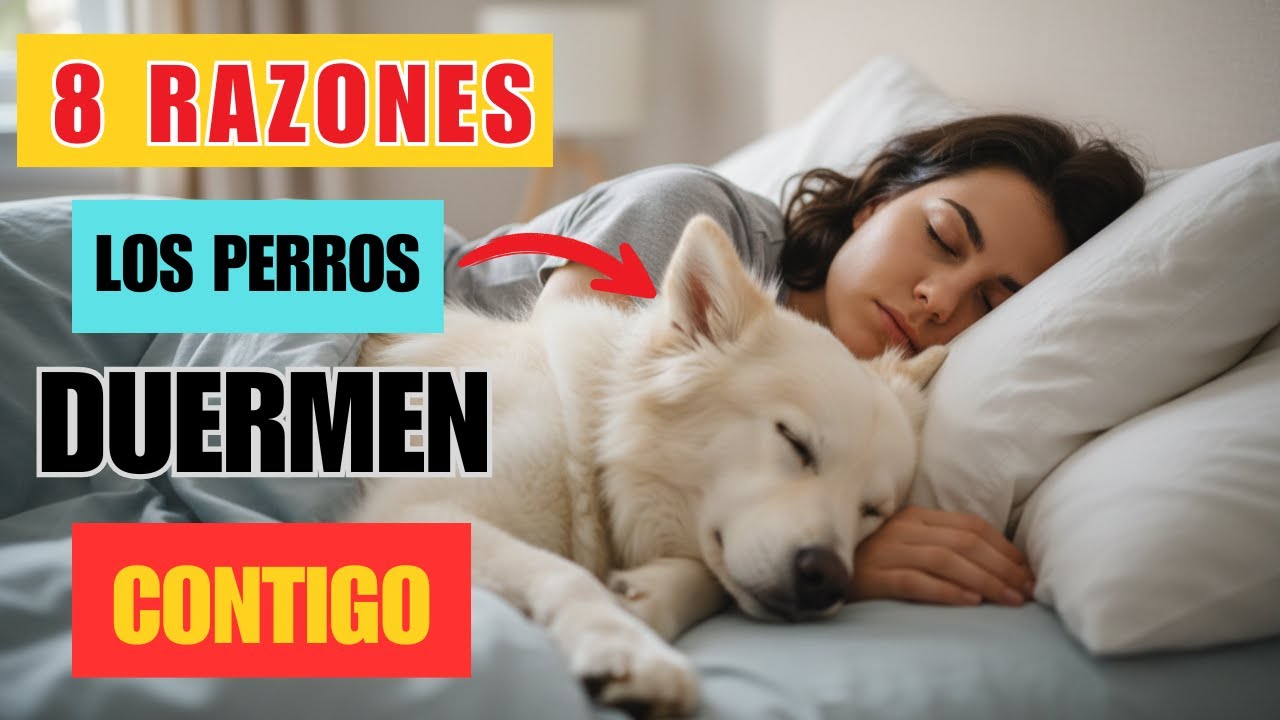 8 Razones Reales Por Las Que Tu Perro Duerme Contigo (NO Lo Que La Mayoría De Los Dueños Piensa)