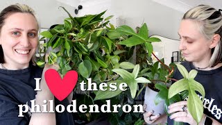 The only 14 PHILODENDRON I want  the rest didn't make the cut!