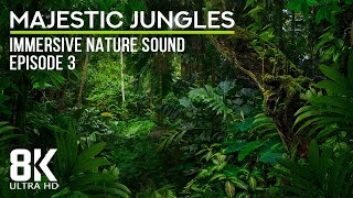 8 HRS Immersive Jungle Sounds (8K UHD) - Calming Sounds of Tropical Birds - Episode 3