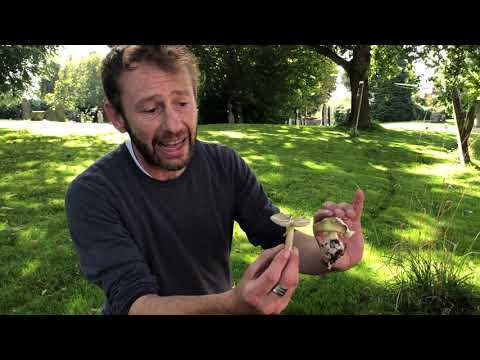 Video: Zijn alle amanitas giftig?