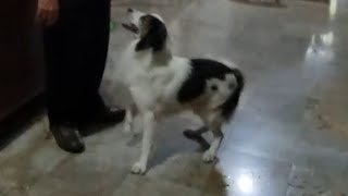 This is the reaction of family dog, Border Collie who has not seen the master for 3 days.